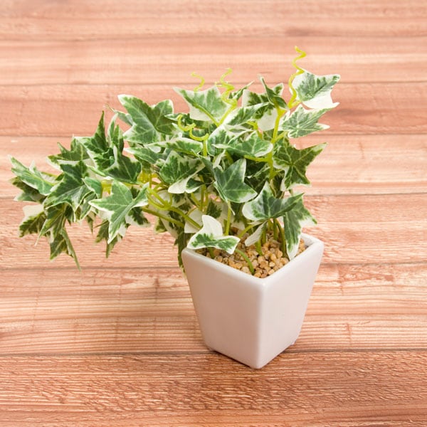 20CM ENGLISH IVY W/90LVS W/CERANIC POT F201-80A/90LNT