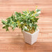 20CM ENGLISH IVY W/90LVS W/CERANIC POT F201-80A/90LNT