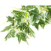 20CM ENGLISH IVY W/90LVS W/CERANIC POT F201-80A/90LNT